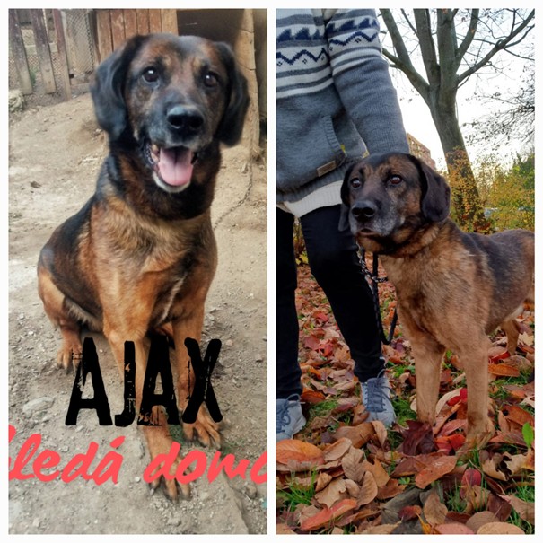 AJAX od řetězu do milující rodiny