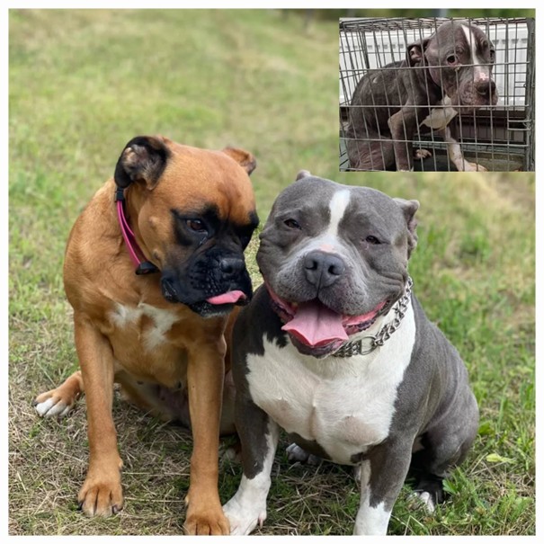 Blade – bojovník s velkým srdcem