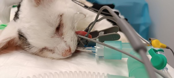 DEBLIN – pomáháme, kde se dá