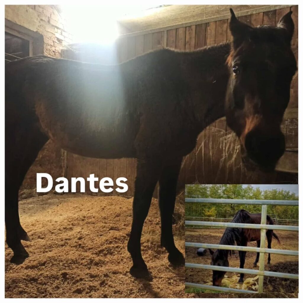 DANTES – fotografie 2