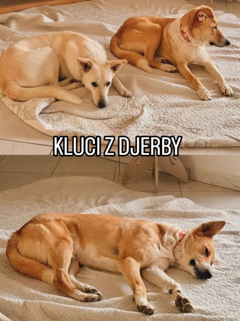 Kluci z Djerby – fotografie 2